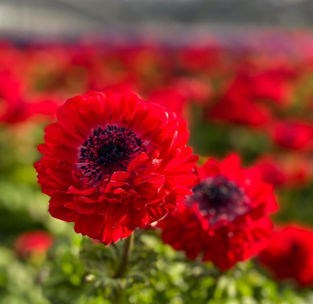 #Anemone is a fast-growing #flower with bold coloring that looks beautiful in containers and the landscape. Thriving in full to partial sun, this #plant prefers slightly acidic and well-drained soil. It typically goes dormant in the heat of summer until the following #spring. 1/2
