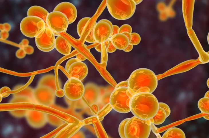 BioVigil's tweet photo. Candida auris is on the rise. Per the CDC, hand hygiene is the top way to prevent the spread. “Alcohol-based hand sanitizer is the preferred hand hygiene method for C. auris when hands are not visibly soiled. If hands are visibly soiled, wash with soap and water.” https://t.co/kBdbGhx1tU