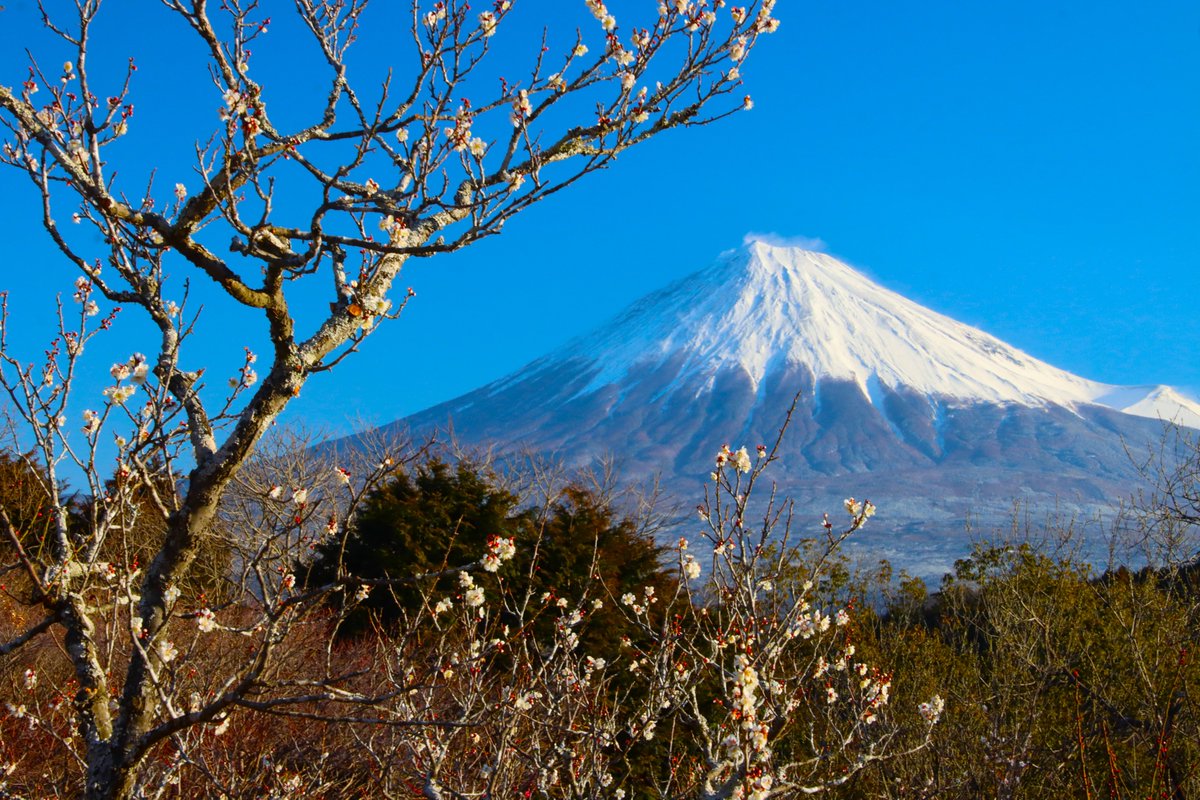 白梅と富士 ＃富士山