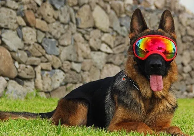 LoadistFN's tweet image. My dog is chill like that