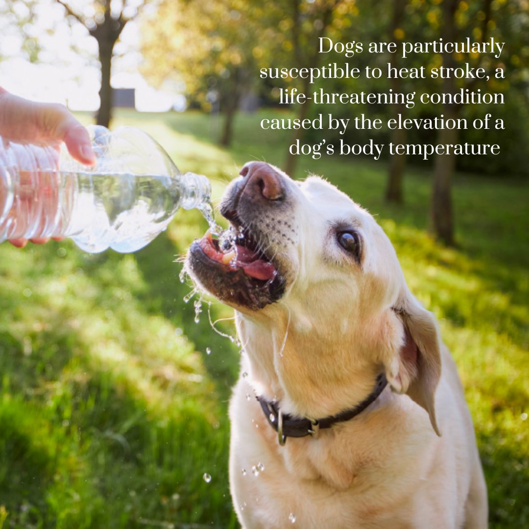 The Westsider (@westsidernews) on Twitter photo "But like every summer, I have seen clearly loved dogs being walked in the heat of the day and worry about their wellbeing. My guess is that people tend to forget from year to year, a bit like how we get caught out on the first hot day without sunscreen."
| The Westsider "But like every summer, I have seen clearly loved dogs being walked in the heat of the day and worry about their wellbeing. My guess is that people tend to forget from year to year, a bit like how we get caught out on the first hot day without sunscreen."
| The Westsider