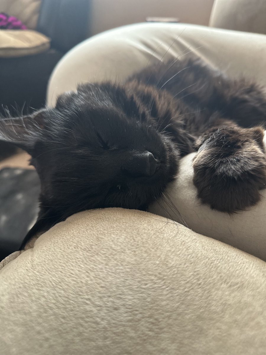 ZZillions's tweet photo. The love of my life. https://t.co/j5R621y04v