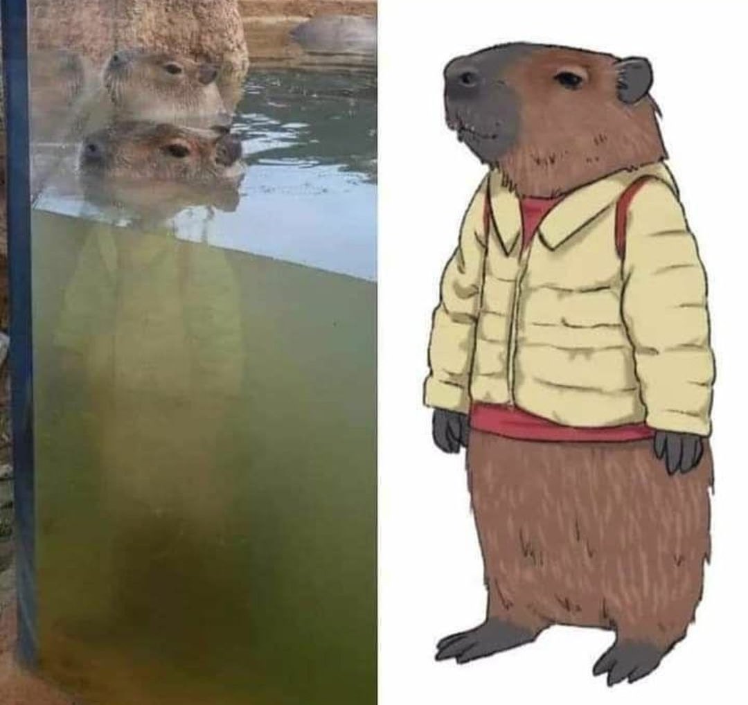 CAPYBARA_MAN's tweet photo. a distinguished gentlemen https://t.co/MFL9DMBdn1