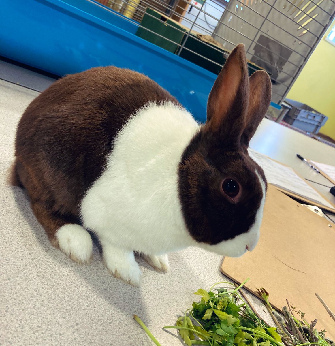 SaharaTaylor's tweet photo. My gorgeous boy, Prince, died at the veterinary hospital today after treatment options were explored &amp; further surgery wasn’t possible due to welfare issues, I was lucky to be with him at the end, whilst he slept peacefully he was PTS.. my poor bunny.. I love you 🥺 https://t.co/iquWbcLO6Q