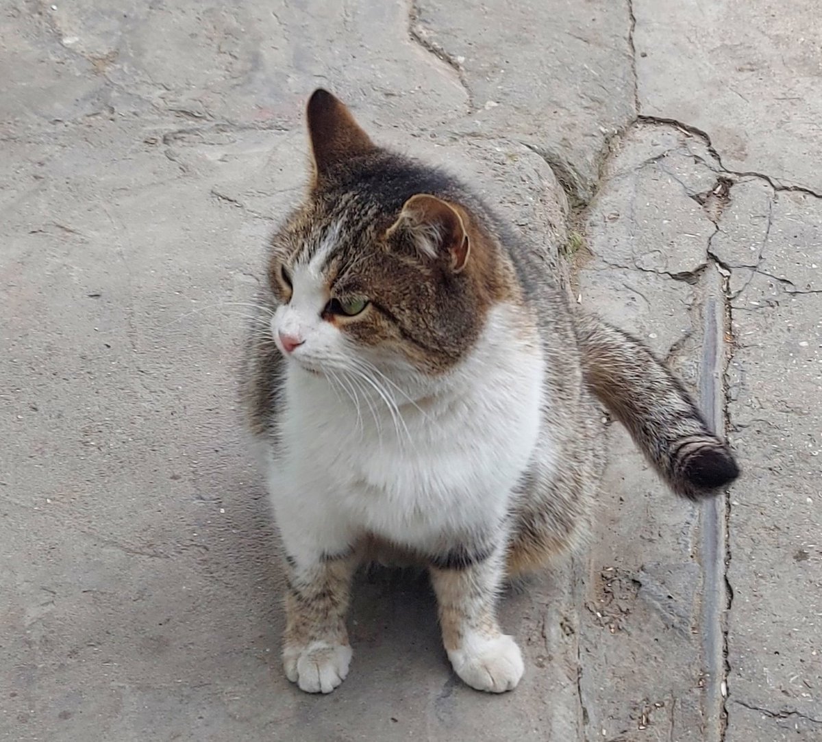 AygunSamadova's tweet photo. #CatsOfTwitter #CatsofBaku #babycat #cats #CatsOnTwitter #catsofinstagram #Baku #Azerbaijan #Azerbaiyán https://t.co/UuV4zhQlnx