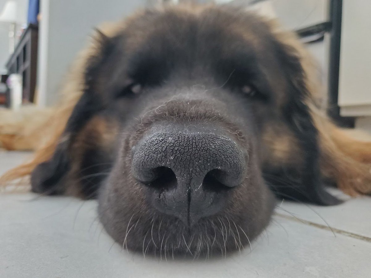 Moketronics's tweet photo. This nose is made for snorfing. 

Brie is just getting over an ear infection and has been very good about taking her medicine. Turns out she has not hit her first heat and was probably just feeling a bit under the weather from the infection. https://t.co/2JzWAlM2mS