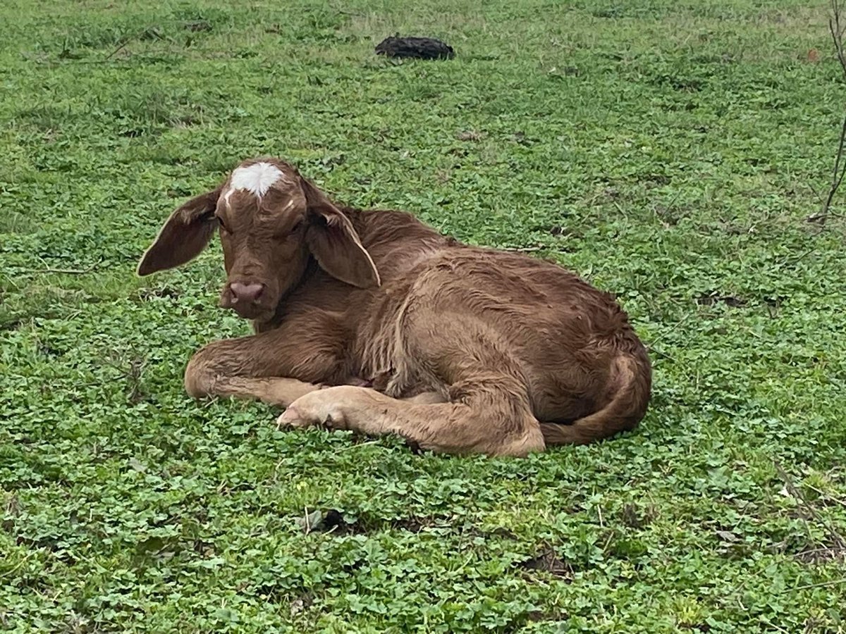 New addition to the ranch born this morning