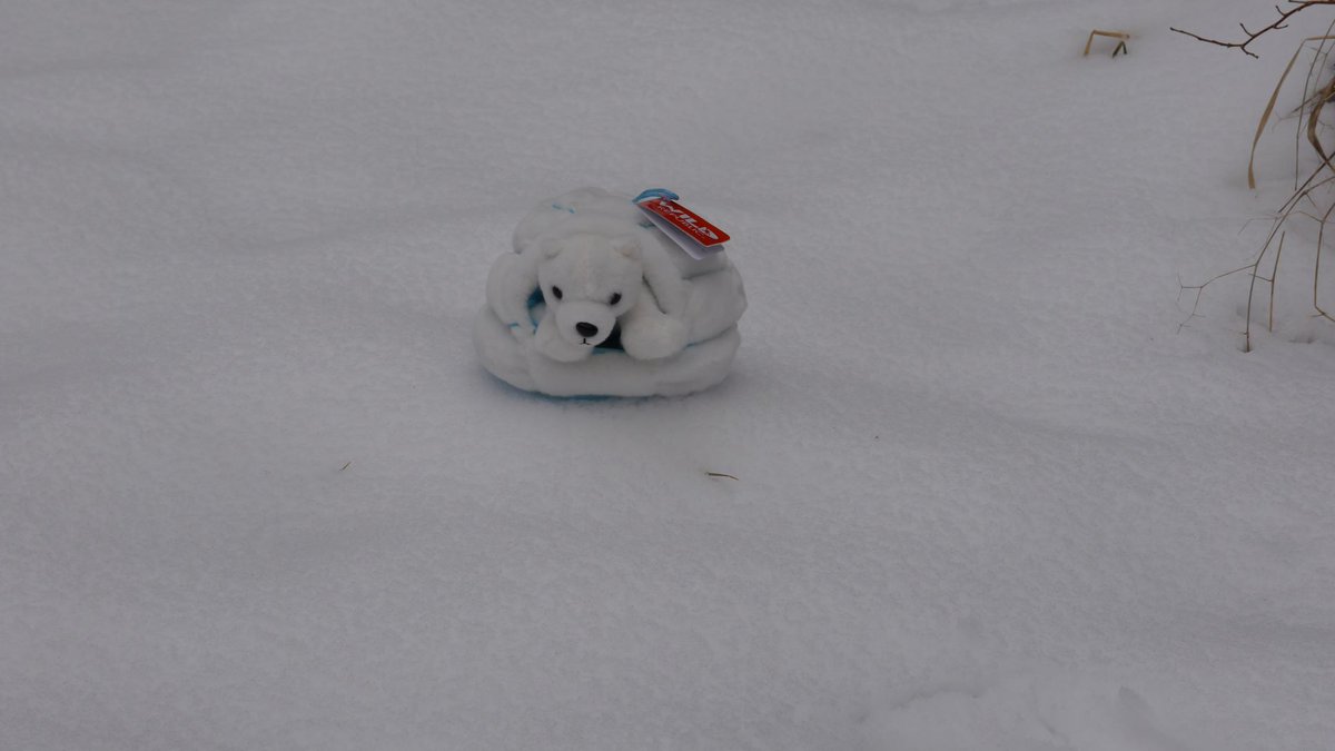 CrowsCastle's tweet image. Little Polar Bear is stepping out of his igloo to see if it is spring yet. "Nope!" crowscastle.com/plush/788-litt…
