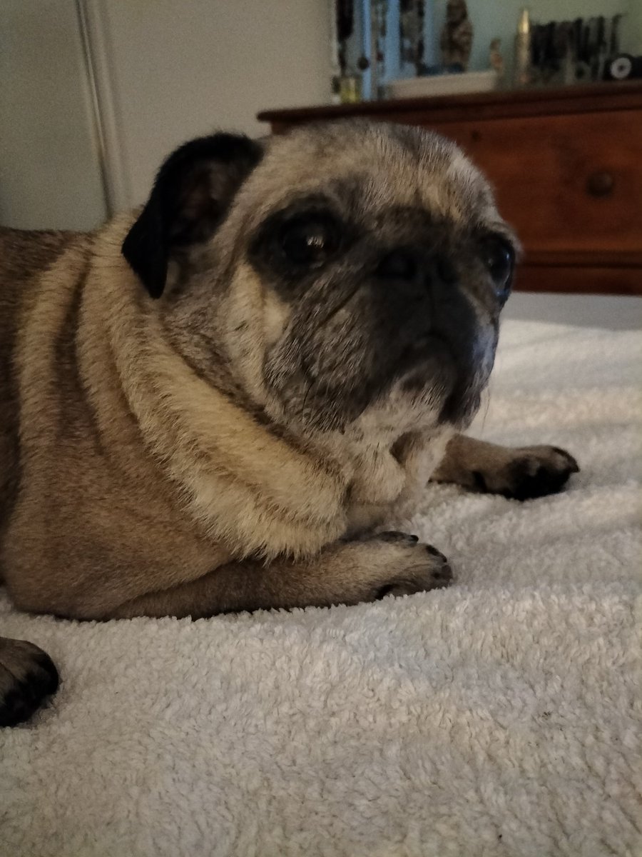 Pug_Chloe's tweet photo. Mum is gazing lovingly at me telling me that I am absolutely perfect ❤️🤔 https://t.co/J88V9qpmFj
