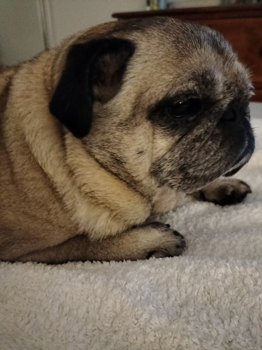 Pug_Chloe's tweet photo. Mum is gazing lovingly at me telling me that I am absolutely perfect ❤️🤔 https://t.co/J88V9qpmFj