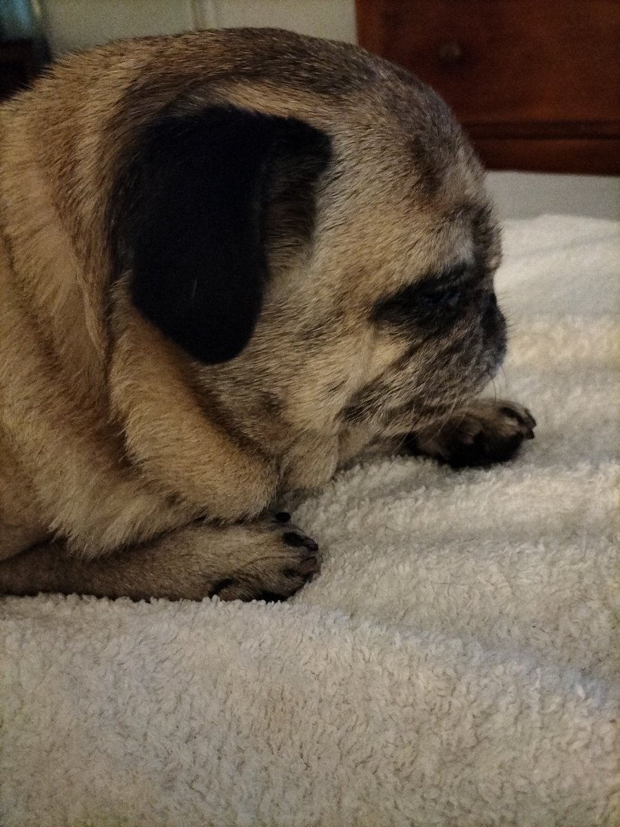 Pug_Chloe's tweet photo. Mum is gazing lovingly at me telling me that I am absolutely perfect ❤️🤔 https://t.co/J88V9qpmFj