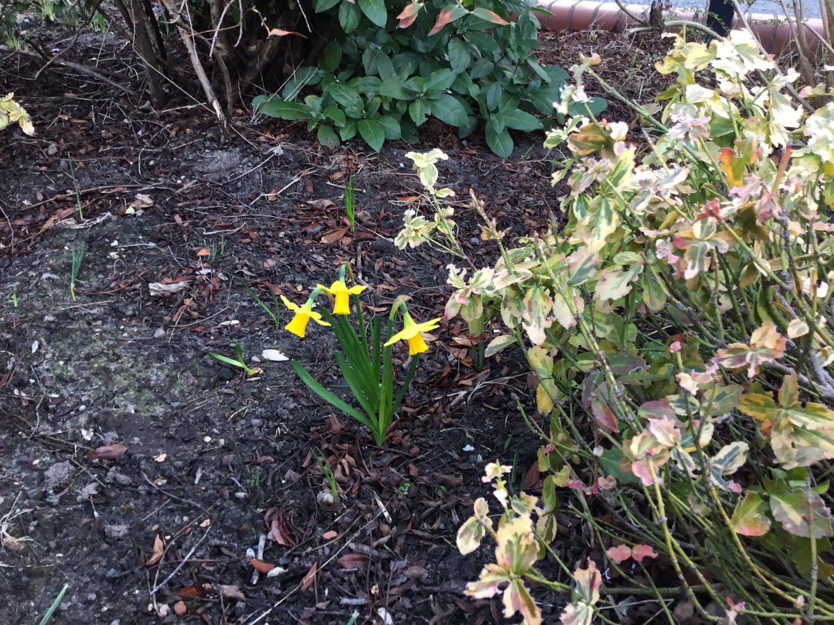 PleasantScience's tweet photo. Year 1 have been looking for signs of spring around school. They noticed the daffodils, irises, crocuses and the blossom and buds on some deciduous trees. @C1Pleasant @PleasantStPrim https://t.co/rU8RnjkZJN