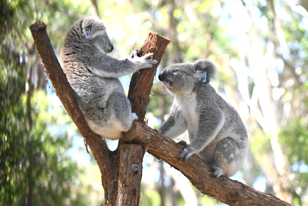 Koala Hospital tweet media