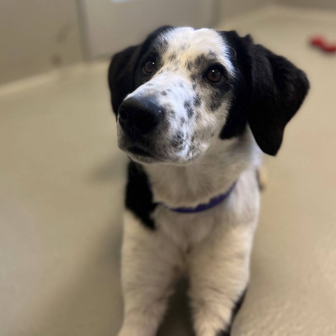 WinnipegHumane's tweet photo. Our dog kennels are FULL of wonderful dogs, and we want to find them their forever homes! ❤️ Have you been considering adopting a furry friend? Donner, Sable, Heraldo and Bandit are just four pups at the shelter looking for families to call their own. Call 204-982-2035 for info. https://t.co/89gIelumuY