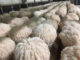survivalful's tweet image. Improving memory: Lion&apos;s mane mushrooms may double neuron growth #COVID19 #Healing