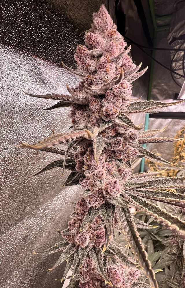 cana_kush's tweet photo. Posted by
u/GUDVIBES-HIFIVES
End of the road for Super Buff Cherry - GrowMoreFire Genetics https://t.co/jzDzVl0dLl https://t.co/JnZBKo5Oqd