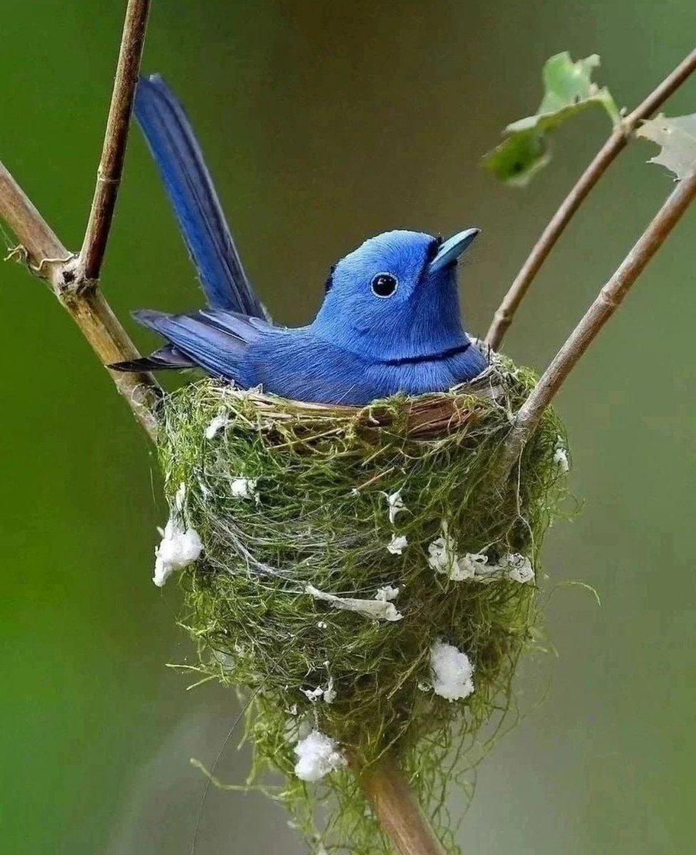 bacha20_'s tweet photo. زندگی اندازوں اور وہموں پر نہیـــــں بلکہ ربّ العالمیــــــن پر یقین کرتے ہوئے گزاریں....!!!

یقیناً آپ کو زندگی آسان، خوشگوار اور مطمئن لگنے لگے گی....!!!🦋🌿🌸 https://t.co/vLqeTV0BM4