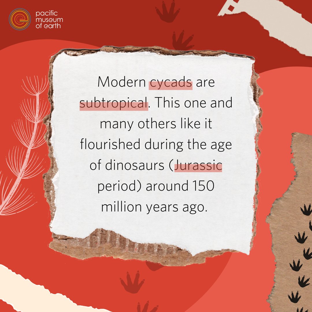 PMEUBC's tweet image. Featured: a large, compound #cycad leaf with oppositely-arranged leaflets from the Jurassic. 
In the #Jurassic period (199.6 million to 145.5 million years ago), the climate was warm and humid, which gave rise to lush vegetation and abundant life.
#fossilcollector #sciencerocks