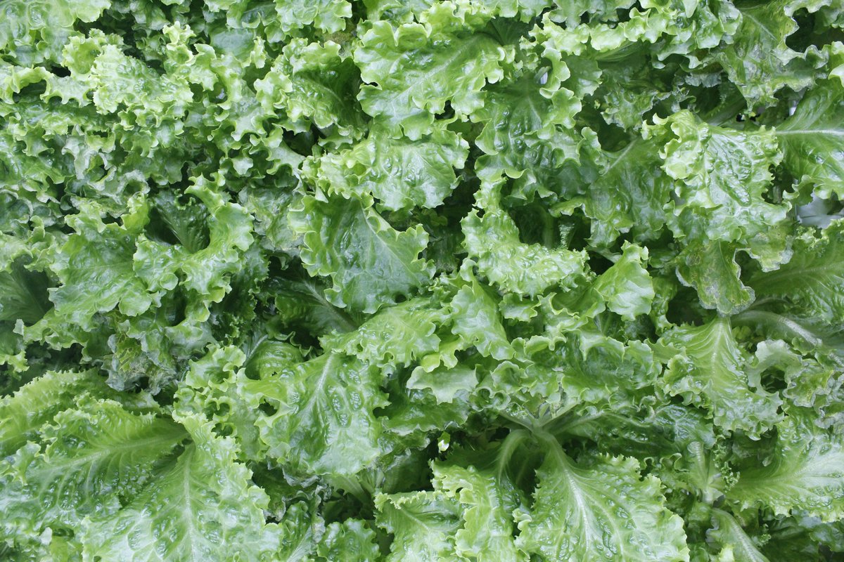 FarmBox_Foods's tweet photo. A healthy harvest from our Vertical Hydroponic Farm. This FarmBox grows leafy greens like kale and cabbage, but also peppers, cherry tomatoes, microgreens, culinary herbs, edible flowers and even trees.
#eathealthy #CEA #indoorfarm #containerfarm #farmbox #verticalfarm https://t.co/86wsJVWhyW