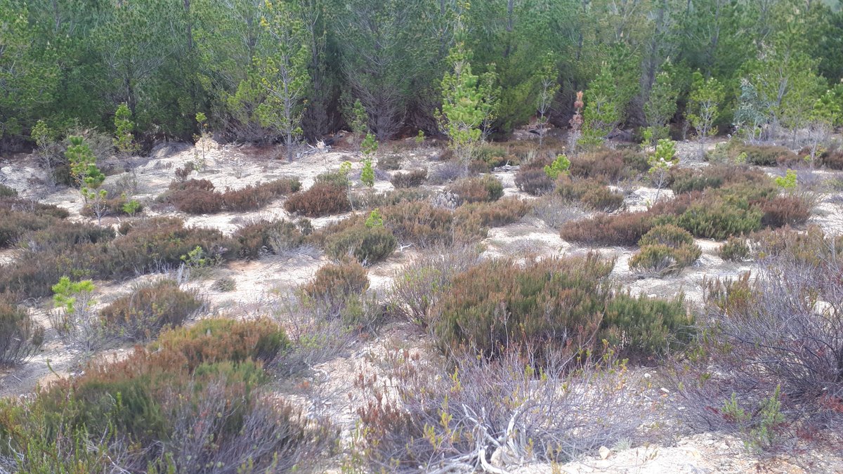 A/Prof Jonathan Plett tweet media