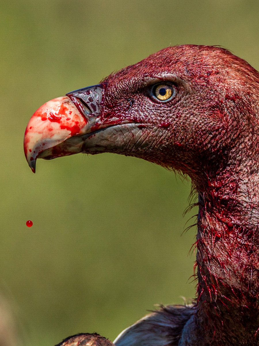 I’ve recently been obsessed with vultures and wanted to share a few things I’ve learned along the way! DISCLAIMER: Vultures are macabre creatures. Proceed at your own risk, should you have the morbid-curiosity to do so…🧵