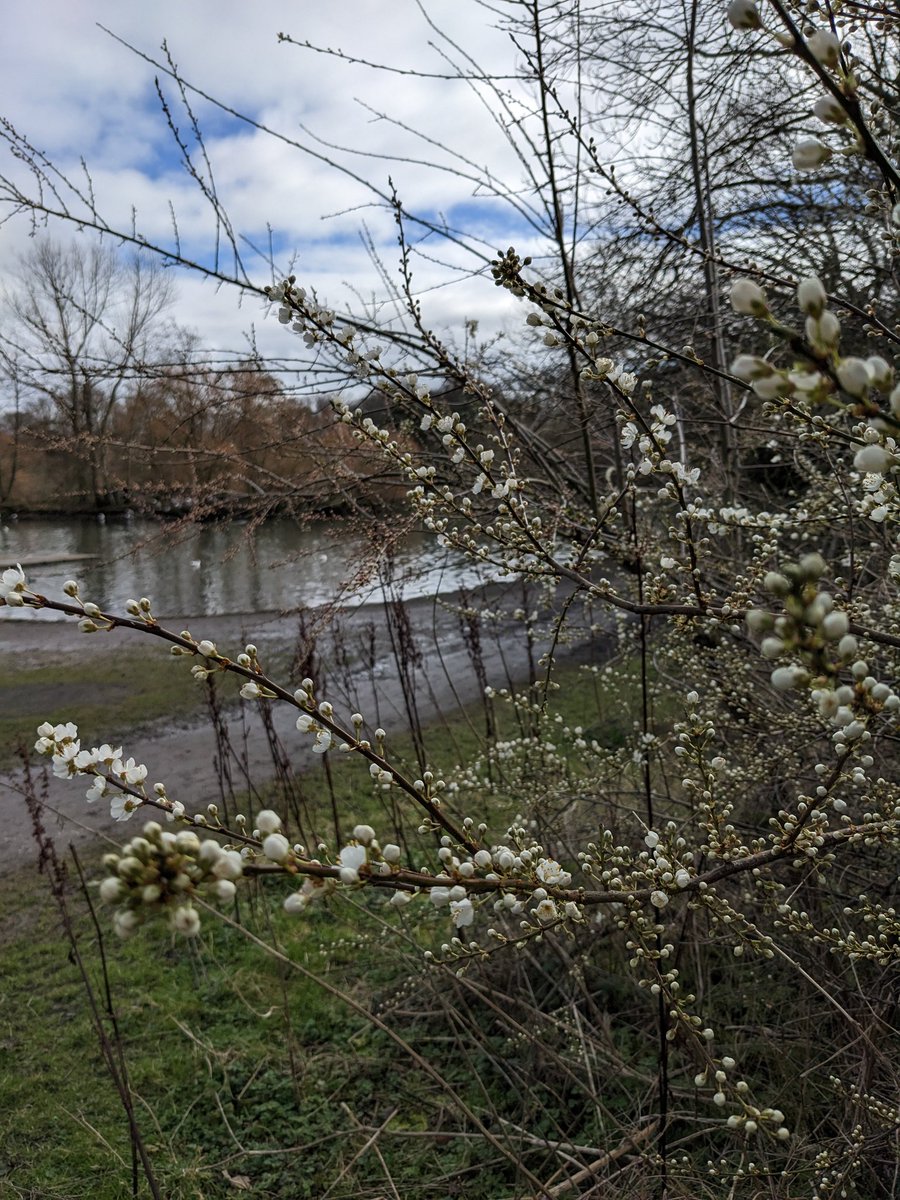 The first blossom of 2023 is erupting all over #MardenQuarry! Spring is definitely on the way 😁