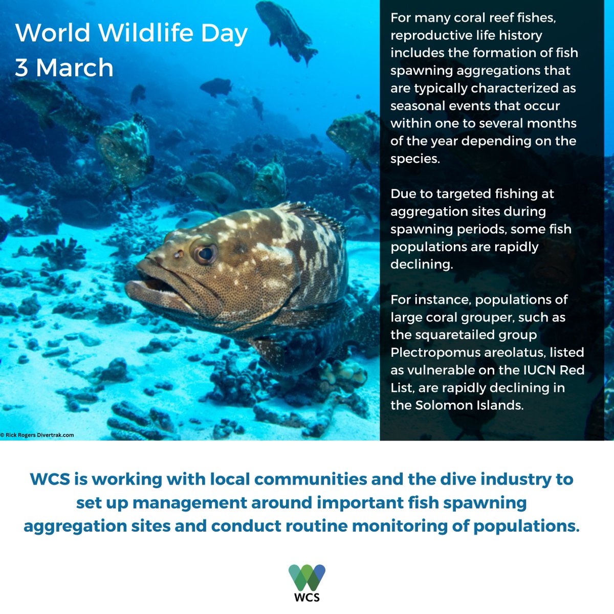 WCSSolomonIs's tweet photo. #WorldWildlifeDay 🐟WCS #SolomonIslands is working with local communities & the dive industry to set up management around important #fishspawning aggregation sites & conduct routine monitoring of populations of fish targeted at aggregation sites during spawning periods. https://t.co/N2lJQjb7JS