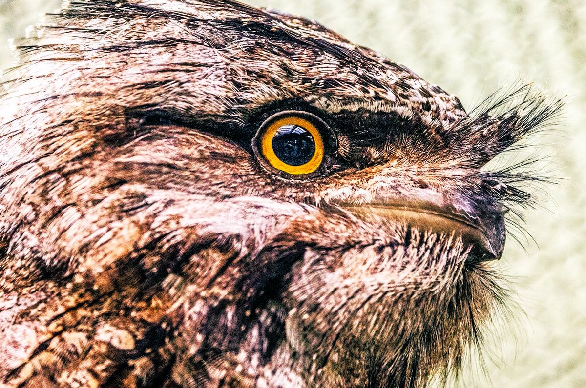 Chris Granger (@chris_granger) on Twitter photo 70 rare birds are the stars of a new immersive exhibit opening at the Audubon Zoo in #neworleans on Friday. 📸 Chris Granger #birding #wildlife <a href="/AudubonNature/">Audubon Nature Institute</a> <a href="/audubonsociety/">Audubon Society</a> <a href="/AudubonMag/">Audubon Magazine</a> 70 rare birds are the stars of a new immersive exhibit opening at the Audubon Zoo in #neworleans on Friday. 📸 Chris Granger #birding #wildlife <a href="/AudubonNature/">Audubon Nature Institute</a> <a href="/audubonsociety/">Audubon Society</a> <a href="/AudubonMag/">Audubon Magazine</a>