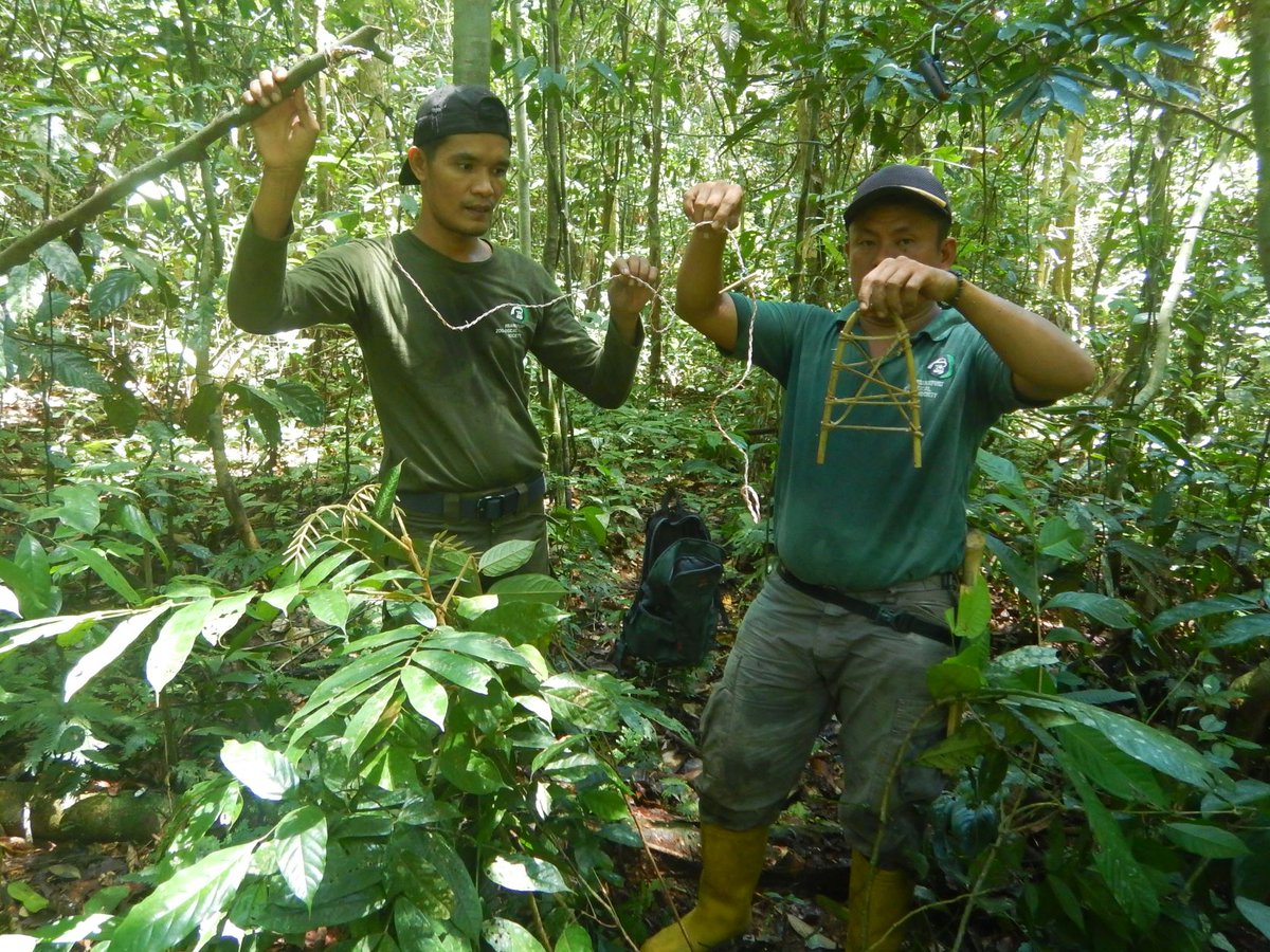 IntTigerProject's tweet photo. It's #World WildlifeDay! This year's theme is 'Partnerships for #WildlifeConservation'. Everything we do is in partnership with local Indonesian organisations and communities. Read about our partners here: https://t.co/v9vAFNTj18
#InternationalTigerProject #ITP https://t.co/XOfPuCklxG