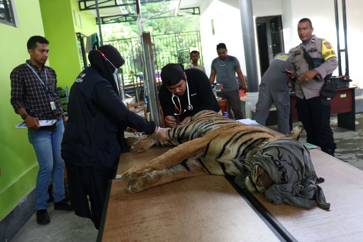 IntTigerProject's tweet photo. It's #World WildlifeDay! This year's theme is 'Partnerships for #WildlifeConservation'. Everything we do is in partnership with local Indonesian organisations and communities. Read about our partners here: https://t.co/v9vAFNTj18
#InternationalTigerProject #ITP https://t.co/XOfPuCklxG