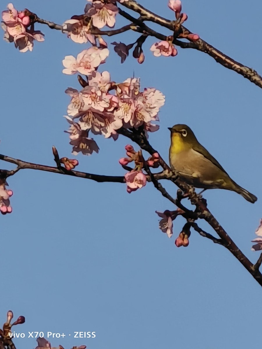 WerthLeon1's tweet photo. 3/3 6:51 #x70pro+
公園の河津桜を見ていたら、、、 https://t.co/1B7spTWg7L