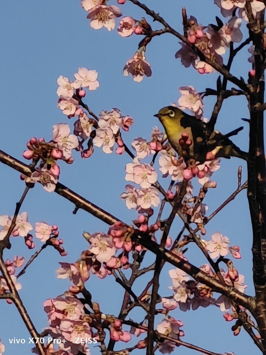 WerthLeon1's tweet photo. 3/3 6:51 #x70pro+
公園の河津桜を見ていたら、、、 https://t.co/1B7spTWg7L