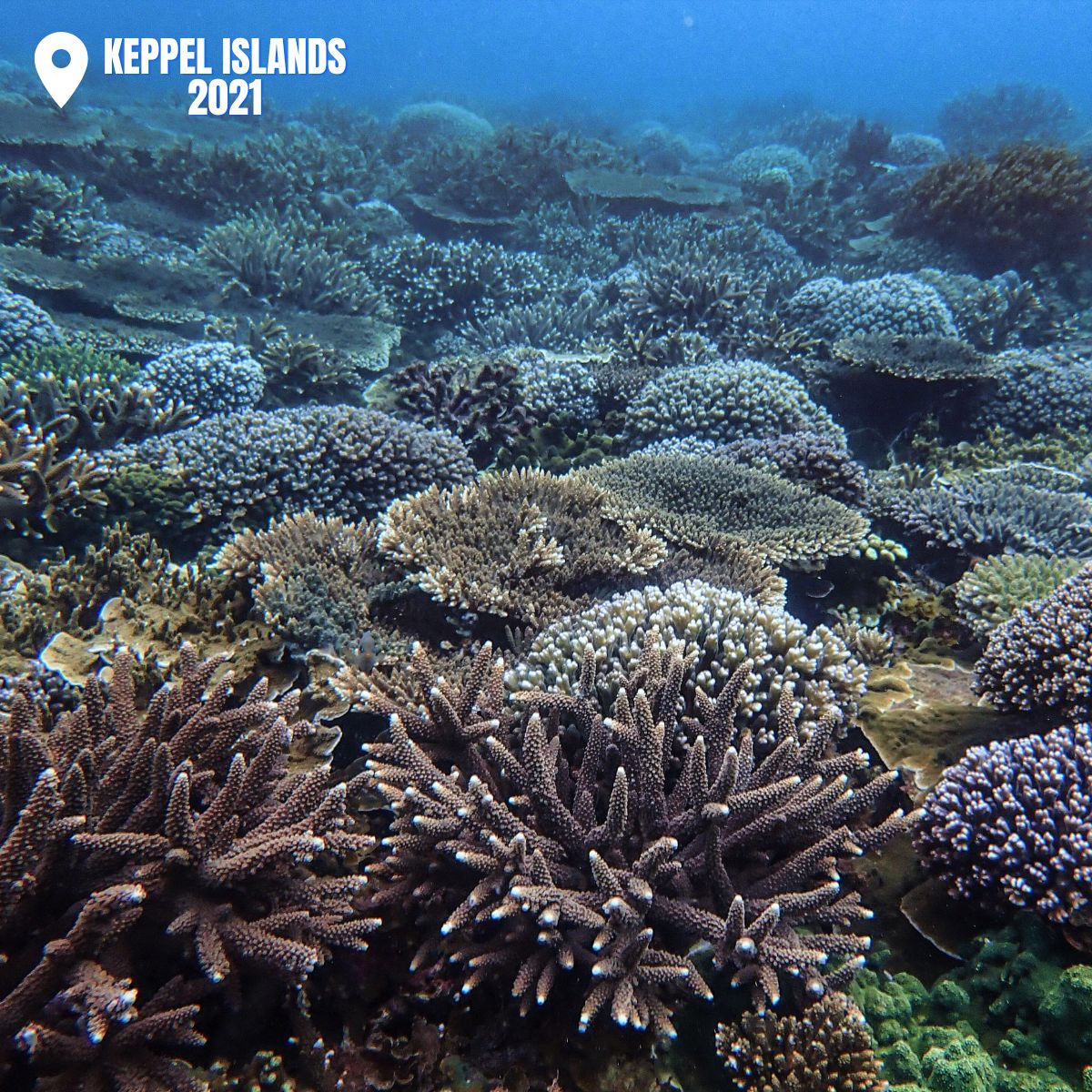 Australian Institute of Marine Science (@aims_gov_au) on Twitter photo New Paper by <a href="/DrCathiePage/">Cathie Page</a> <a href="/ChristineGiul11/">Christine Giuliano</a> <a href="/LineKBay/">Line K Bay</a> <a href="/DrCarlyRandall/">Carly Randall</a>
“High survival following bleaching underscores the resilience of a frequently disturbed region of the #GreatBarrierReef”
📌 Keppel Islands
Published <a href="/ESA_org/">Ecological Society</a> ➡️ doi.org/10.1002/ecs2.4…
#ACRRI <a href="/bhp/">BHP</a> New Paper by <a href="/DrCathiePage/">Cathie Page</a> <a href="/ChristineGiul11/">Christine Giuliano</a> <a href="/LineKBay/">Line K Bay</a> <a href="/DrCarlyRandall/">Carly Randall</a>
“High survival following bleaching underscores the resilience of a frequently disturbed region of the #GreatBarrierReef”
📌 Keppel Islands
Published <a href="/ESA_org/">Ecological Society</a> ➡️ doi.org/10.1002/ecs2.4…
#ACRRI <a href="/bhp/">BHP</a>