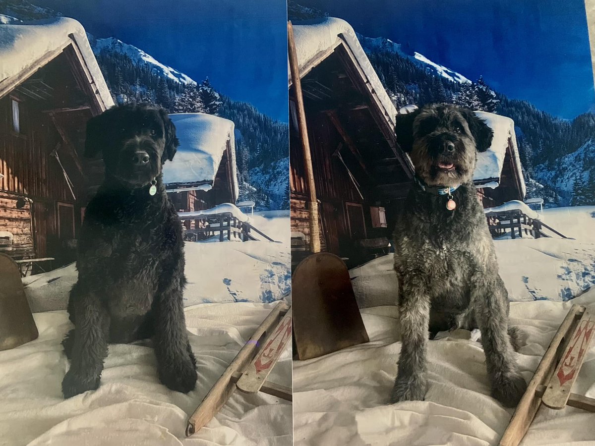 MireilleMarcott's tweet photo. Photoshoot à la pension des chiots - Tuvok &amp; Neelix! #Relache https://t.co/gbCF0jCiDI
