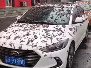 It rains worms in China: The unpleasant phenomenon that has gone viral on  social networks