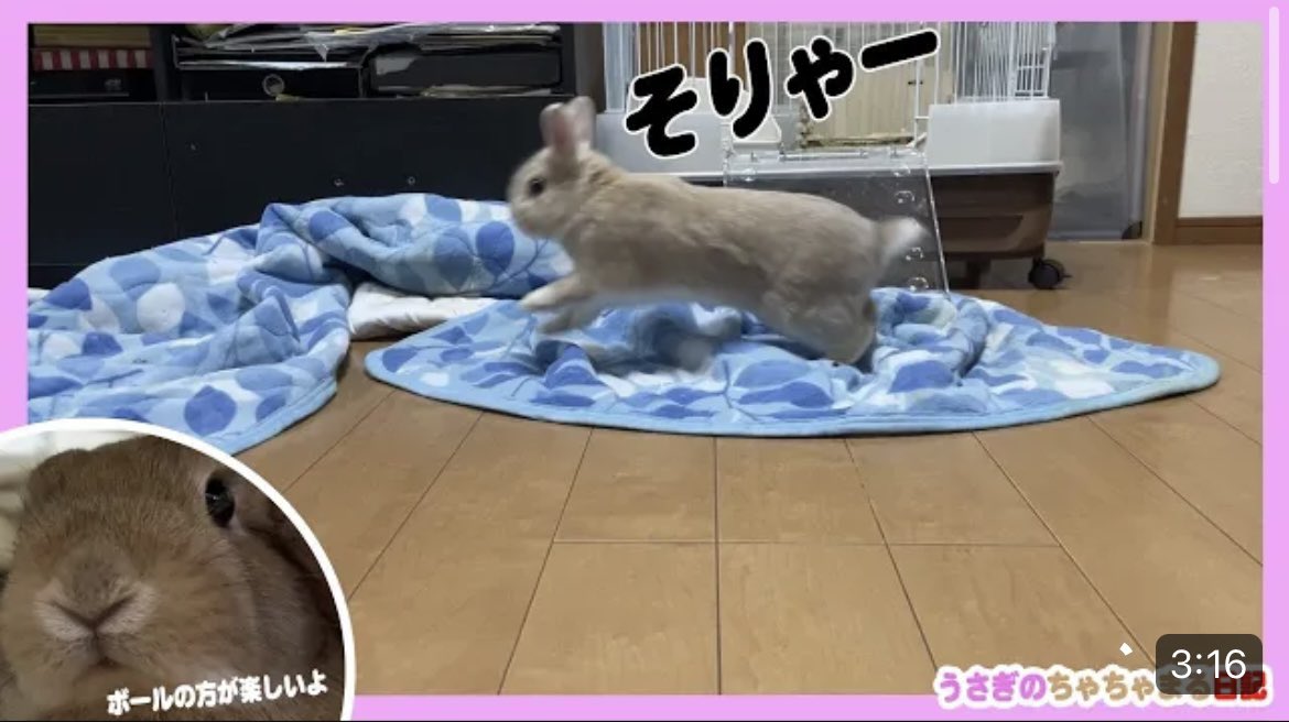 マットをぐちゃぐちゃにして遊ぶウサギ!!うさぎのちゃちゃまる日記＠488 youtu.be/U_rxYN_fHwQ <a href="/YouTube/">YouTube</a>より
おはようございます😊YouTube更新しましたので、よろしければご視聴、チャンネル登録よろしくお願い致します🙇🏻‍♀️