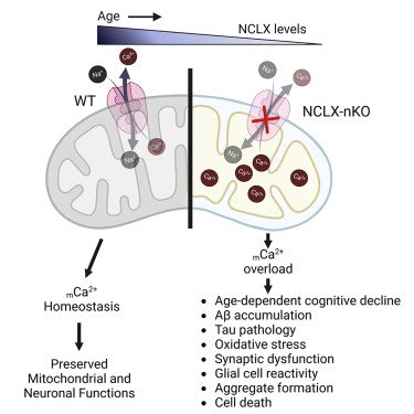 dhtomar's tweet photo. Neuronal loss of #NCLX-dependent #mitochondrial #calcium efflux mediates age-associated cognitive decline https://t.co/6S8vqbbsWw https://t.co/MAZbJH492V