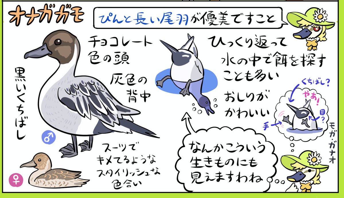 オナガガモは英語で「pintail(針のような尾)」と呼ばれていますわ。ピンと細長いこの尾羽は繁殖期になると伸びるんですの。日本に着いた晩秋頃にはまだ伸び切っていなかった尾羽も、今ではピンピンで素敵ですわね。オシャレなおしりにごあいさつなさいませ(byカモミール)
https://t.co/Lqr4dzTEER 