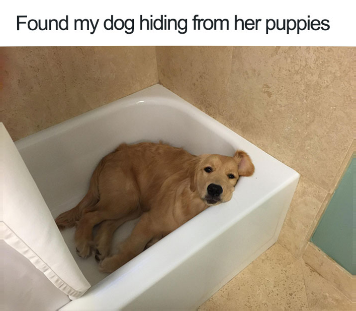 WholesomeMeme's tweet photo. https://t.co/KdL2JuDs9L