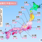 お花見に必見⁉桜の開花予想が発表される‼
