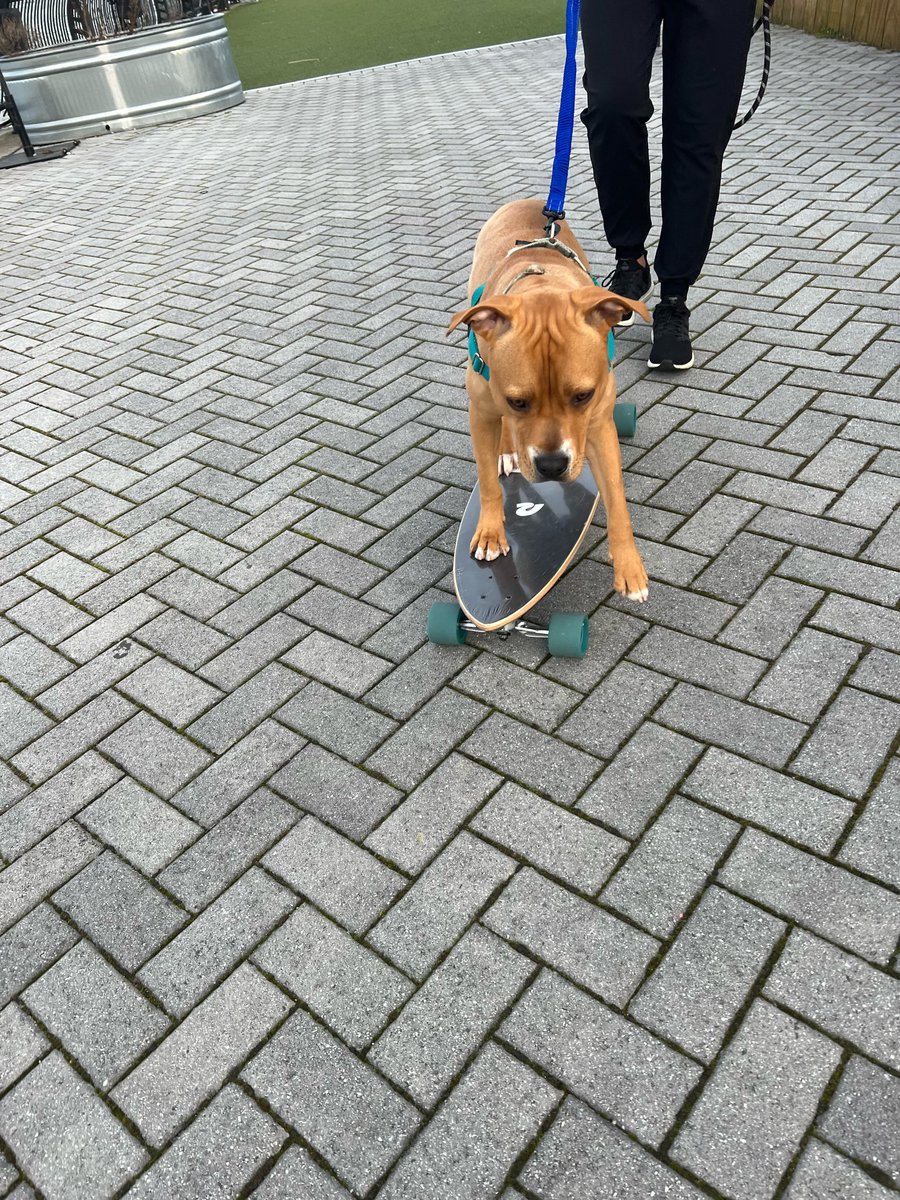 Check out former Sammy's Hope resident, Dillion, now known as Bruno.  He has taken up skateboarding.
No surprise here!  #SammysHopeLove