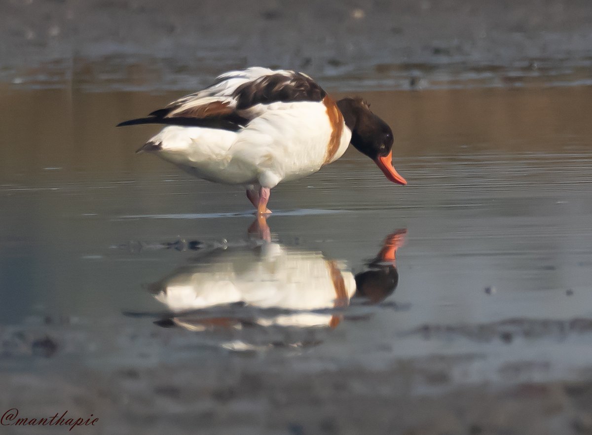 Everyone is Two!! says a commonshelduck: physical & the shadow....
#Two2Tango #IndiAves #TwitterNatureCommunity #birdwatching #birdphotography #birdsSeenin2023