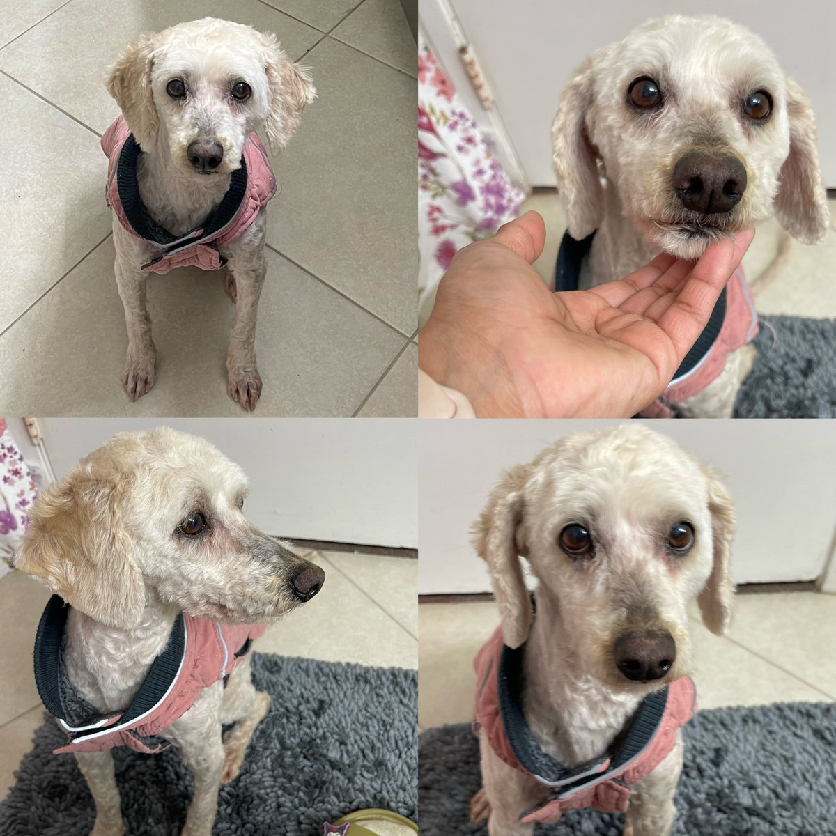 please share 🤍
looking for a good home for juliet
female about 10 years of age
very sweet girl, well behaved with lots of love to give 

dm me with any questions 

#ocpets #ocrescuedogs #orangecounty #santaanacalifornia #tustincalifornia #irvinecalifornia #dogrescue