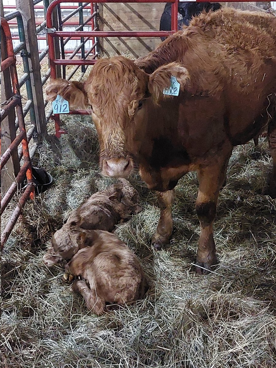 ParkerKroll's tweet photo. One bid, two times the money. Love me some #Buckskin calves. #Calving2023 https://t.co/lMRW27eo8I