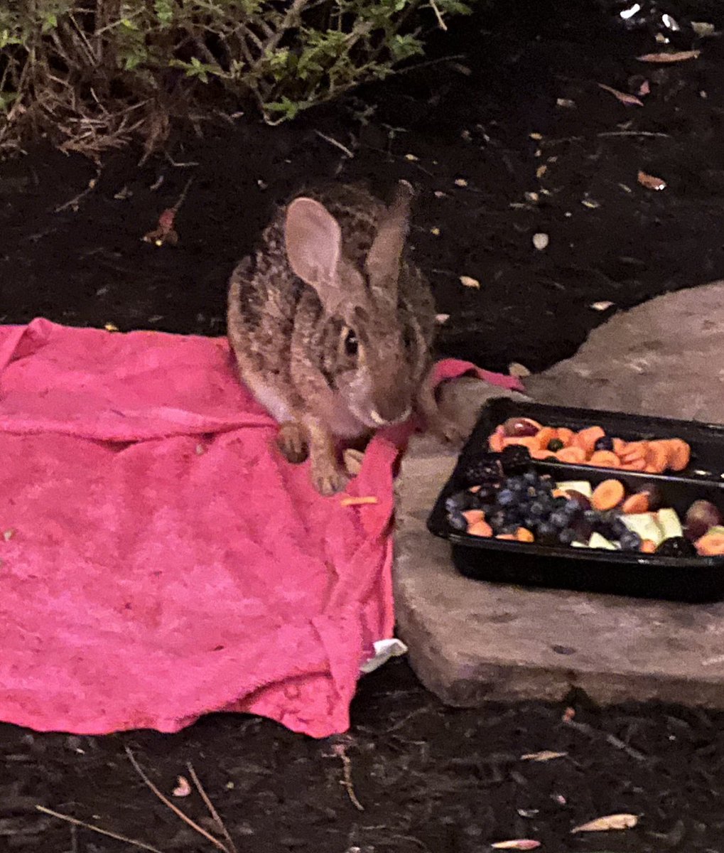 carlaacarlson's tweet image. This is my Thursday night! Sitting on the patio feeding #BaxterTheBunny and drinking a glass of wine! He’s so sweet!🍷🍷 #AnimalsOfTwitter