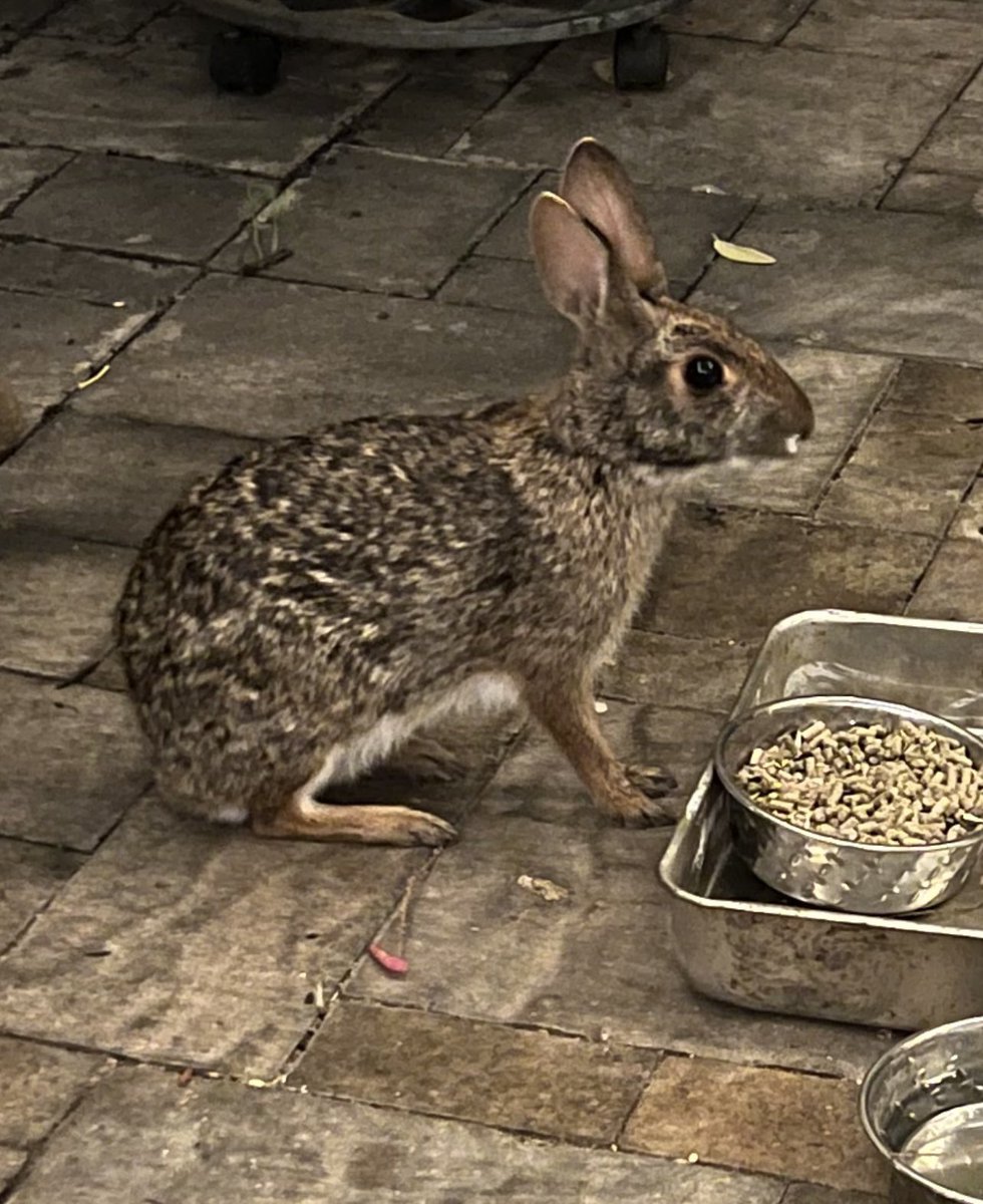 carlaacarlson's tweet image. This is my Thursday night! Sitting on the patio feeding #BaxterTheBunny and drinking a glass of wine! He’s so sweet!🍷🍷 #AnimalsOfTwitter
