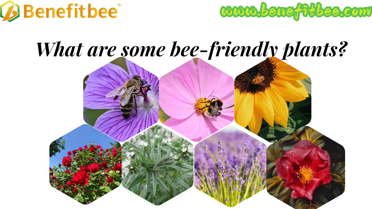 szbenefitbee's tweet photo. What are some bee-friendly plants?
1. French sunflower
2. Anemone
3. Rose
4. Cosmos
5. Lavender
6. Bugloss
There are many plants that bees love. Do you know which ones are there?
#bees #flowers #beekeeping #apiculture #beekeepers #unbankeeping #backyardbeekeeping https://t.co/3PVVtgDl5C