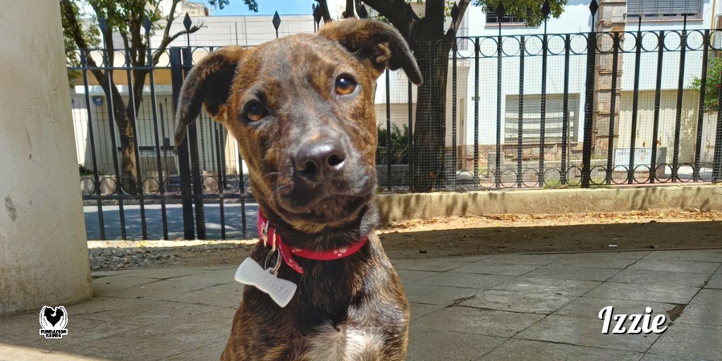 Hoy te presentamos a Izzie 🥰.

Ella sigue buscando una familia que la ame y cuide. 🫶🏽

📲 Si te interesa saber sobre ella comunicate por privado.