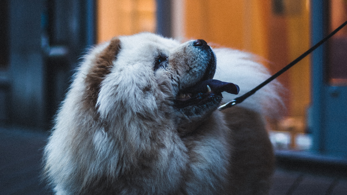BarkBusters's tweet photo. Your dog's leash is one of the most important training tools you’ll use! https://t.co/fEiUVQrOoz #DogTrainer https://t.co/6zFVywllPU