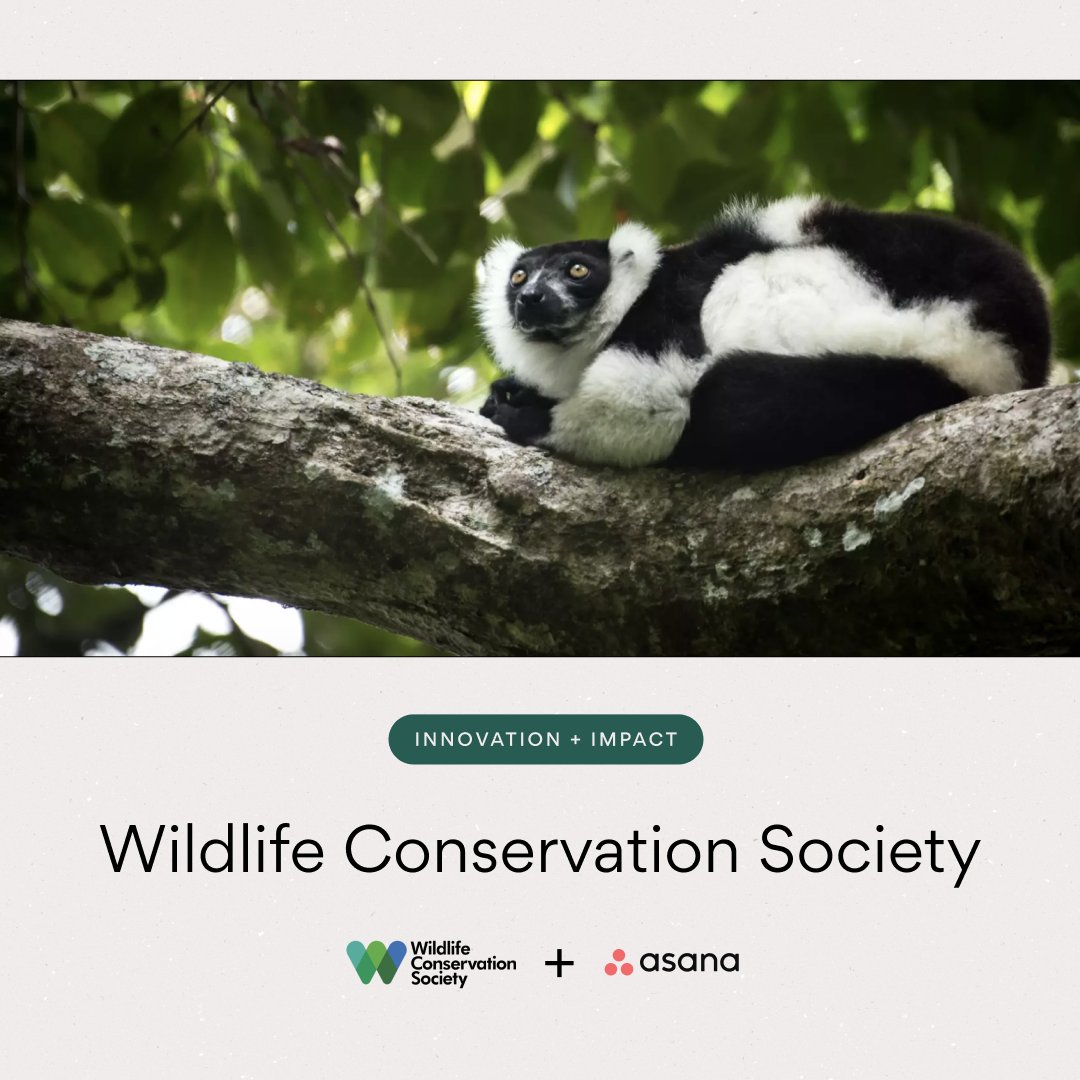 asana's tweet photo. Happy World Wildlife Day! 🐨

We're spotlighting @TheWCS  who saves and celebrates the world's wild places🌲

#withAsana, the WCS is able to execute on their challenging yet vital mission and grow their teams to scale their organization.

Learn more: https://t.co/FSbNvFKSks https://t.co/fCgntOQpJF